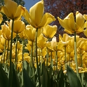 Tulipes a Morges 2007 - 001